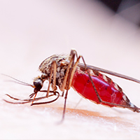 Will Zika Virus be Back this Summer?